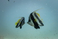   Moorish Idol Kiss  